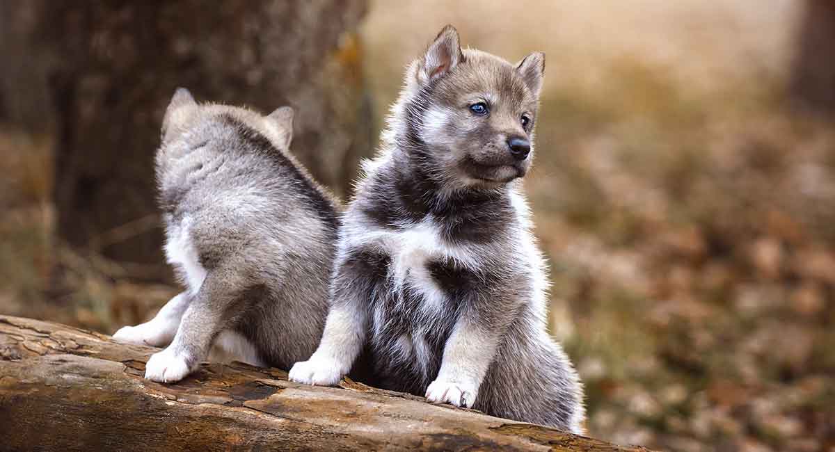 black wolf dog hybrid puppies