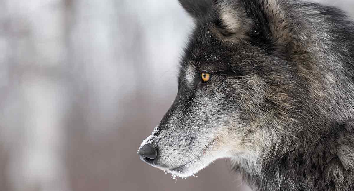 Wolf Names - Over 300 Wild Name Ideas For Your Dog