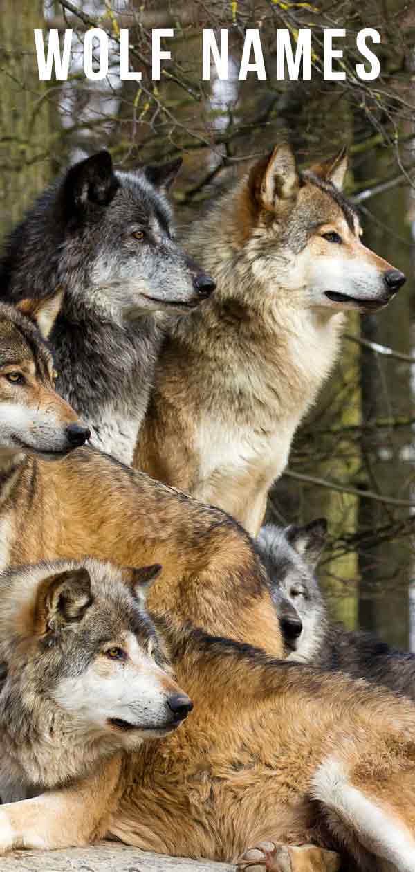 wolf-names-over-300-wild-name-ideas-for-your-dog