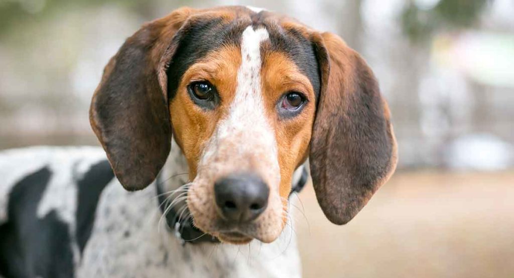 american english coonhound is a mixed breed