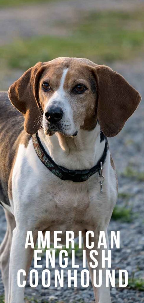 can a american english coonhound live in aland