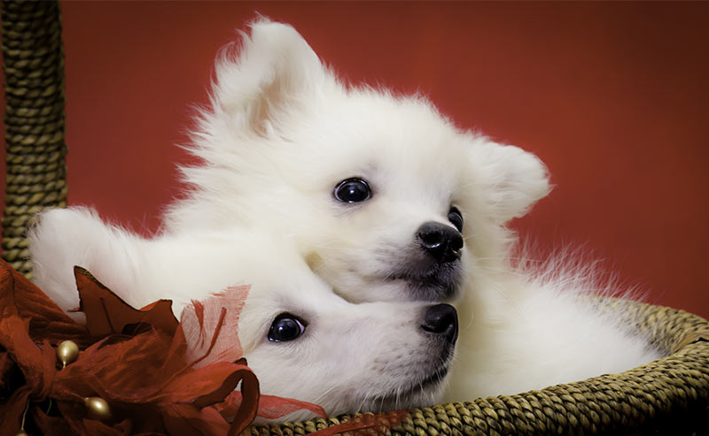 Adorable Black Shiba Inu American Eskimo Mix