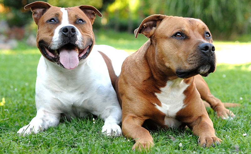 american staffordshire terrier - dog breeds that start with a