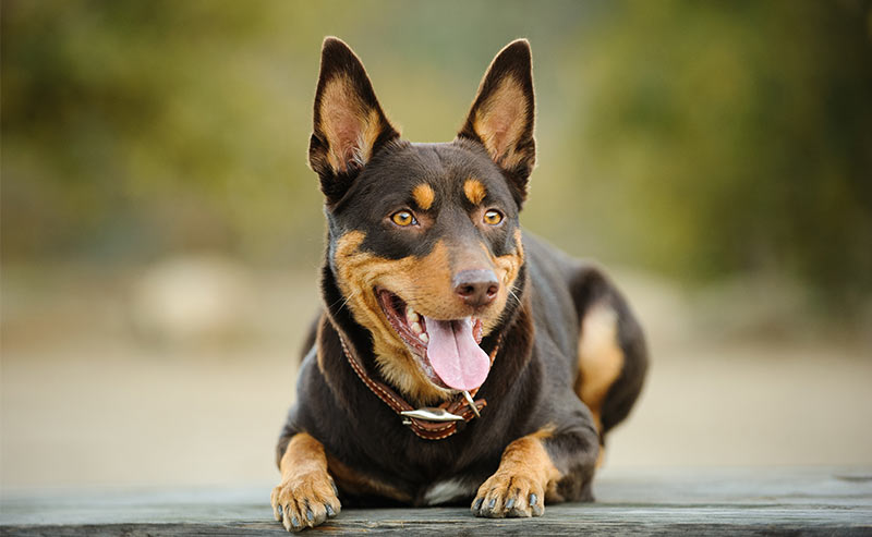 australian kelpie - dog breeds that start with a