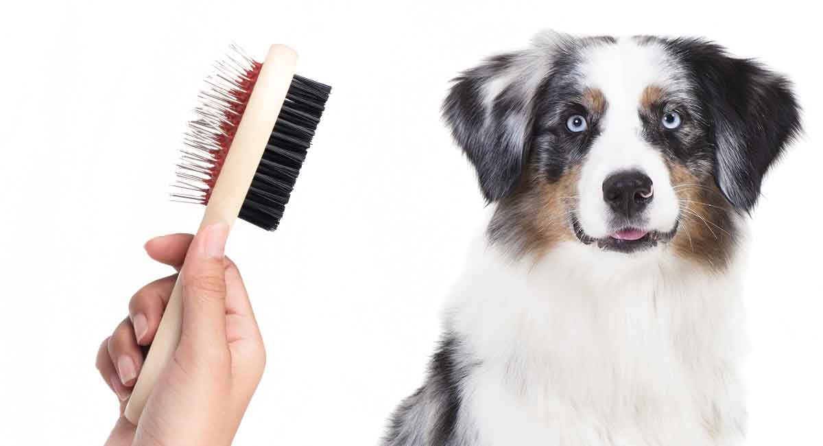 how does a australian shepherd supposed to look after grooming