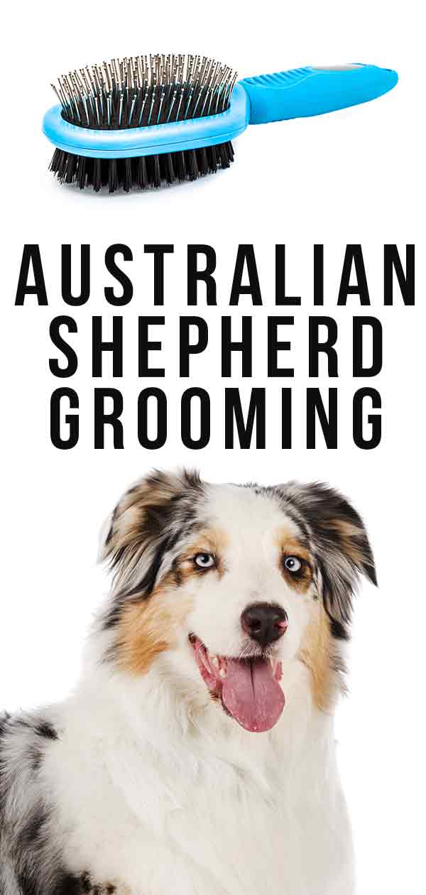 can a australian shepherd be shaved