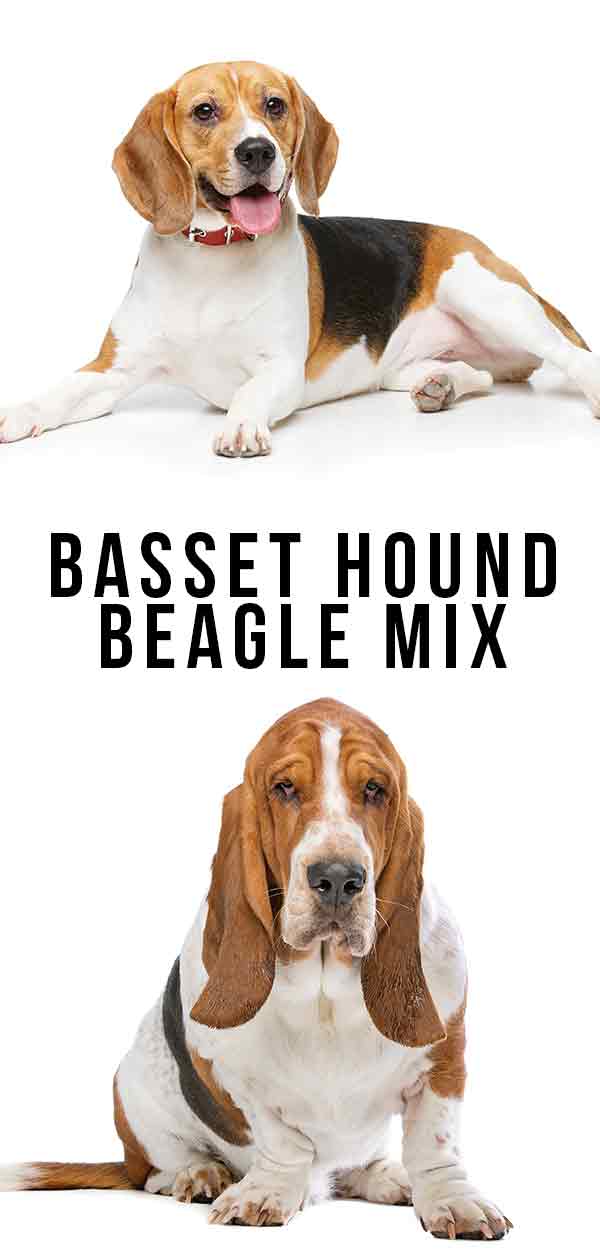 Basset Hound Beagle Mix Two Very Different Personalities Collide