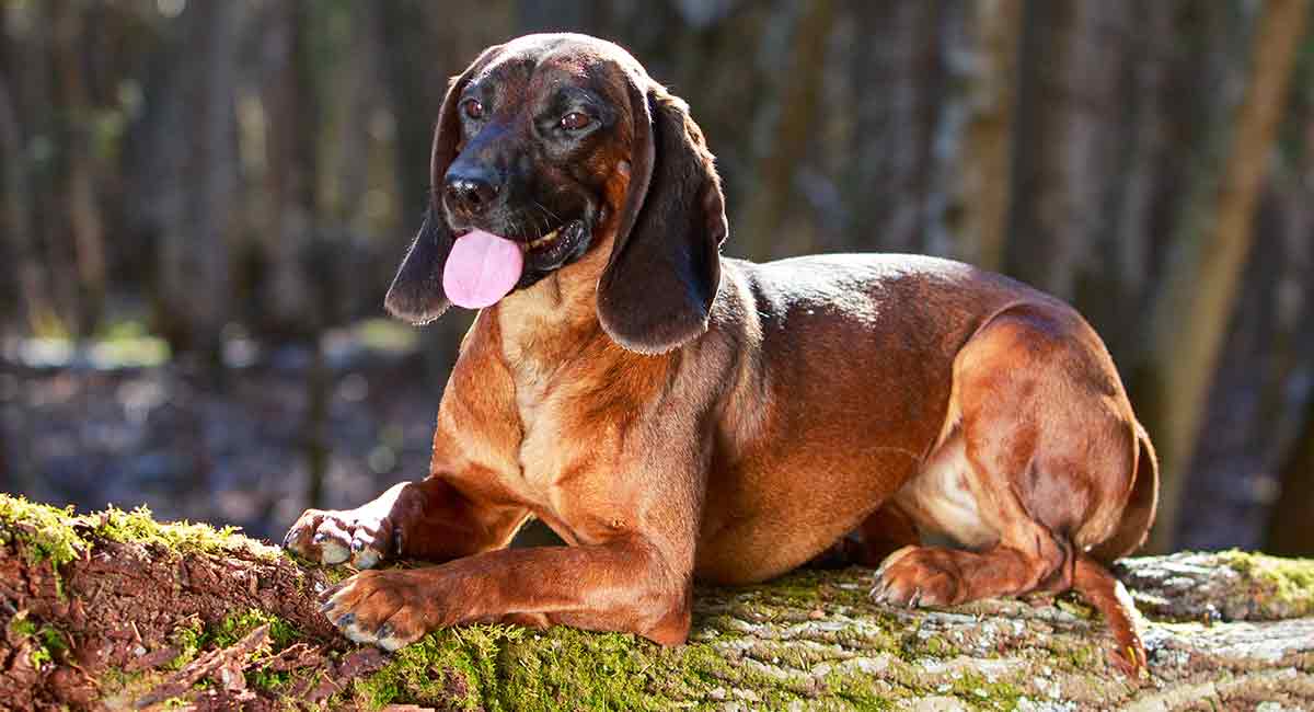 bavarian hunting hound