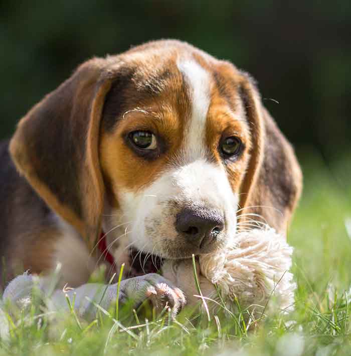 Beagle puppies best sale week by week