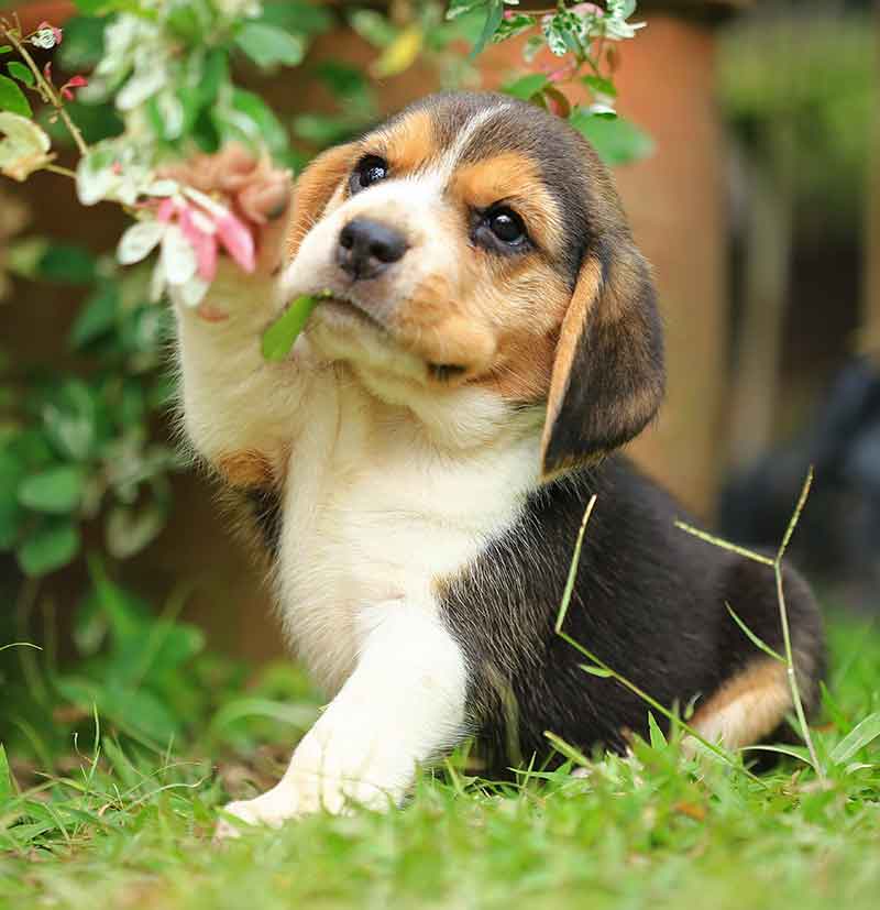 Happy Beagle Puppy