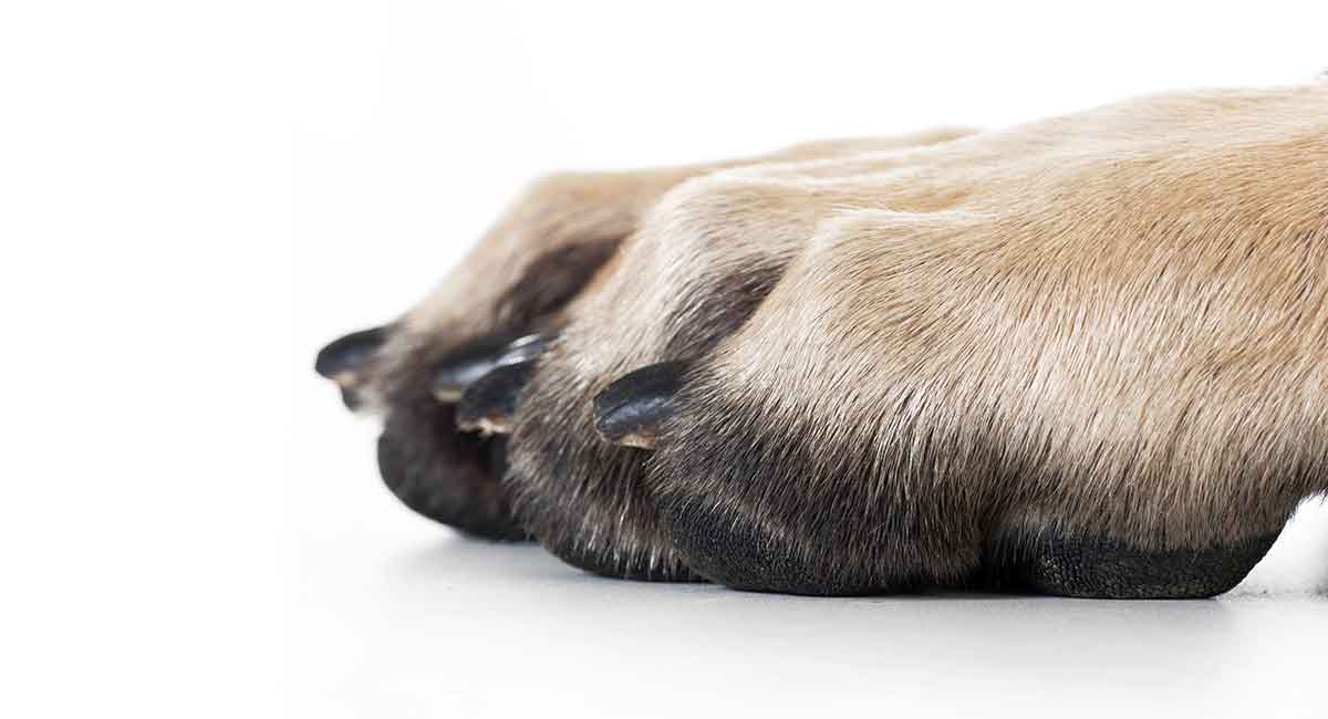 best nail grinder for large dogs