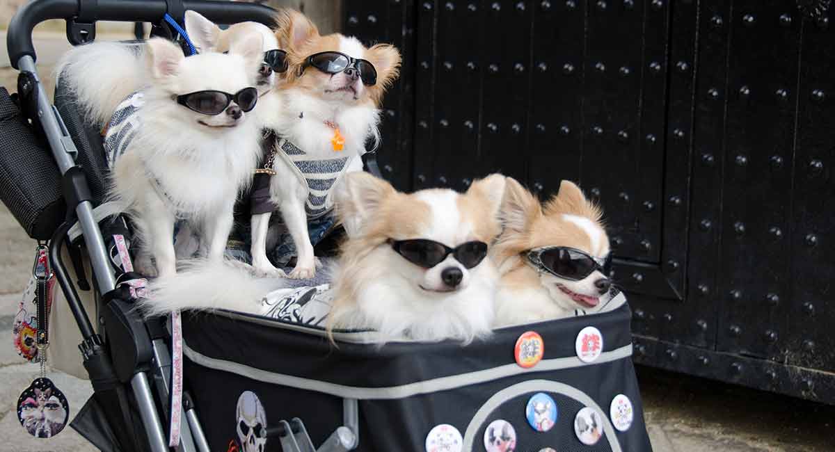 designer dog stroller