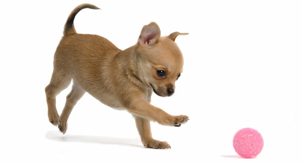 best teething toys for chihuahua puppies