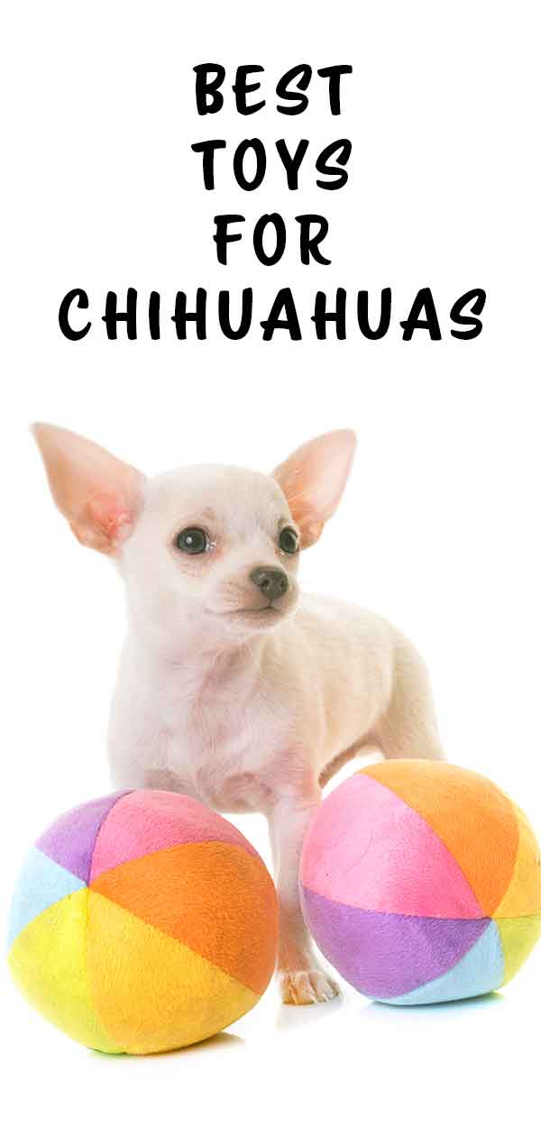 toys for chihuahuas