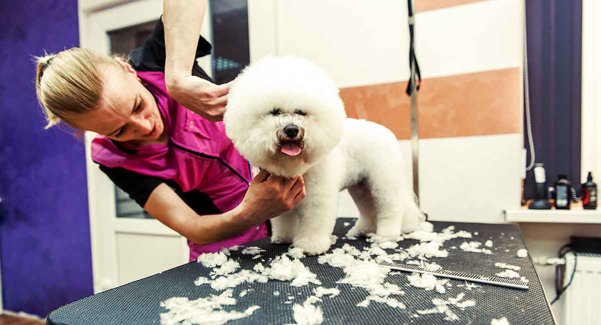 best dog clippers for bichon frise