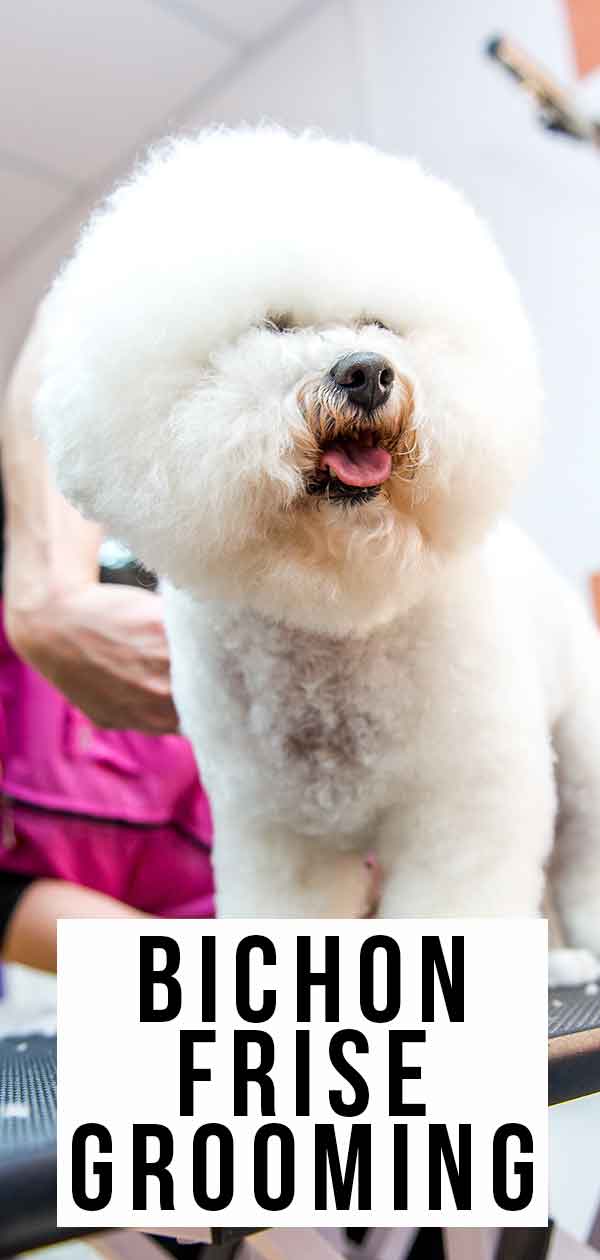 how do you brush a bichon frise