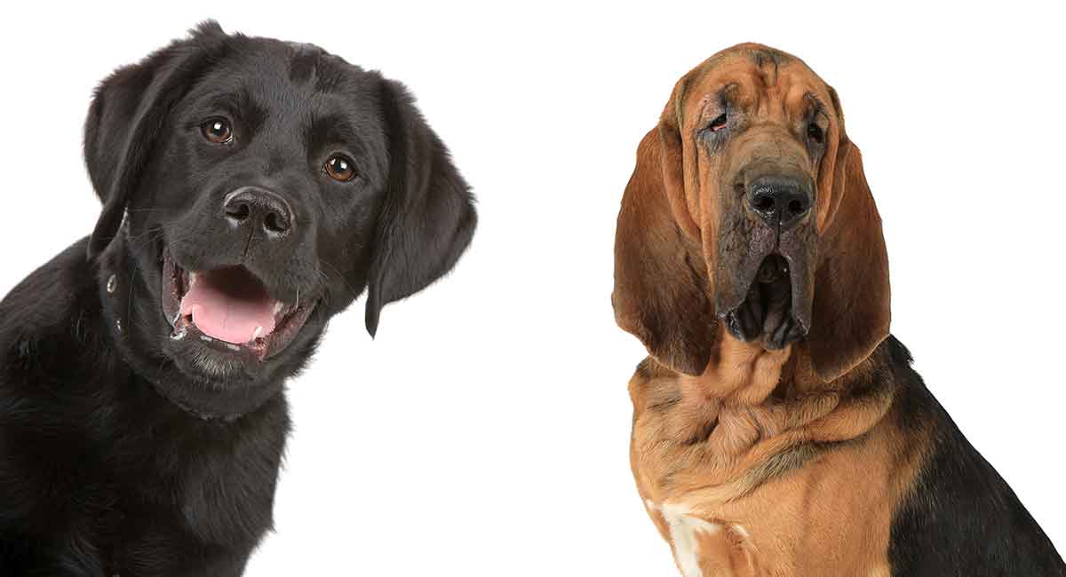 The Bloodhound Lab Mix Is This Rare Dog Perfect For You