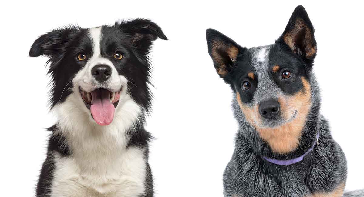 how big do border collies mixes get