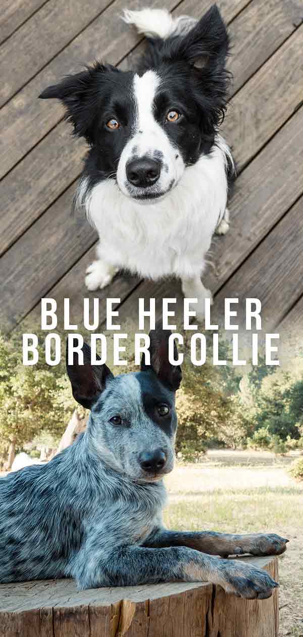 are border collie blue heelers good with kids