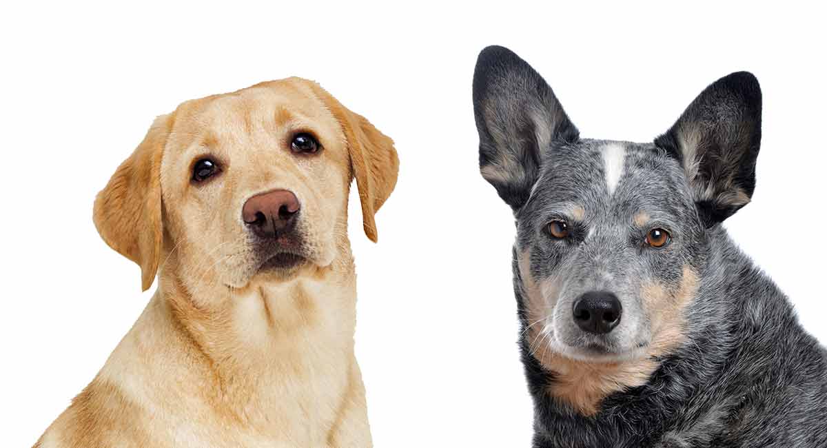 Blue Heeler Lab Mix Everything You Need To Know About This Clever Hybrid