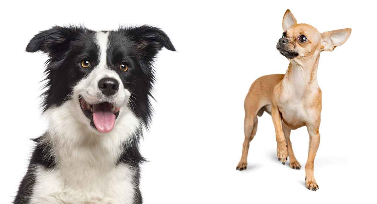 are border collies right for you