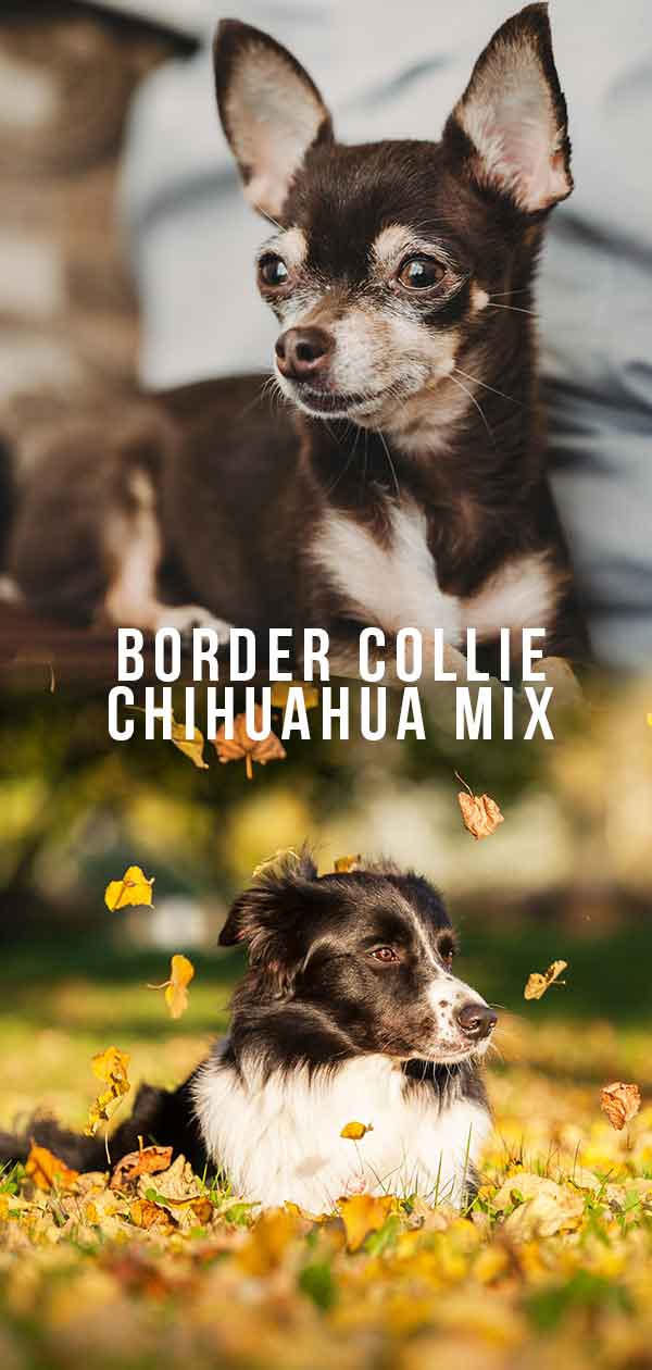 Chihuahua mixed with border hot sale collie