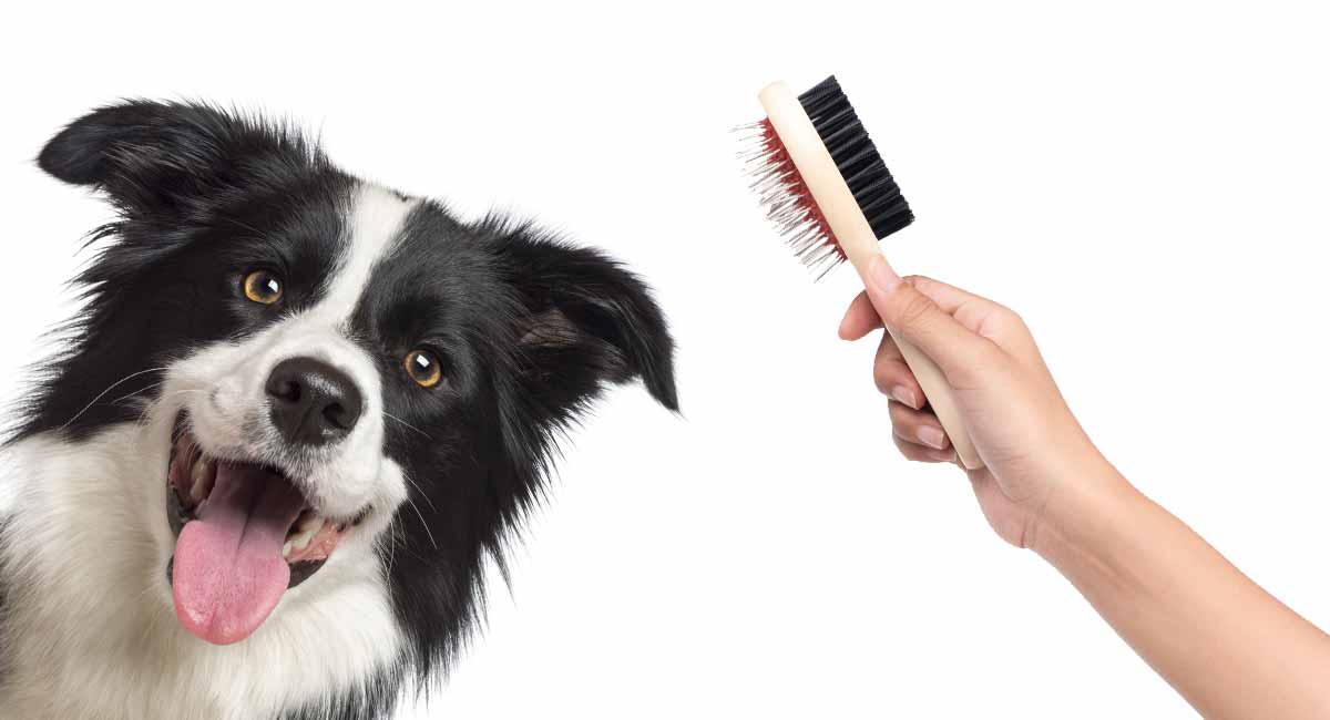 how to groom a collie