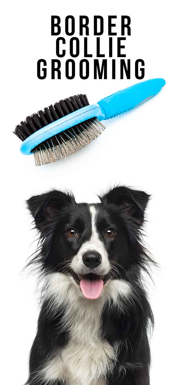 how to groom a collie