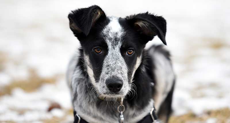 blue heeler coonhound mix