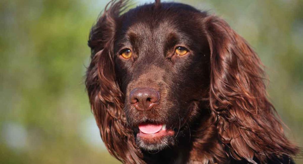 english boykin spaniel