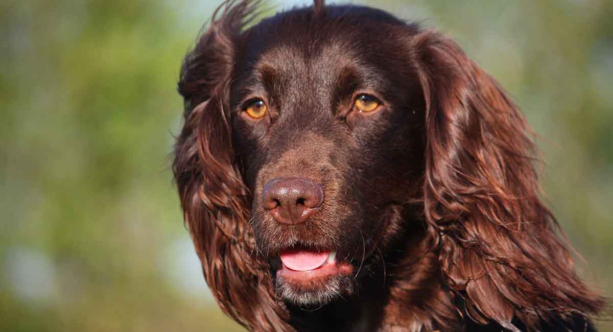 Boykin Spaniel Is This The Right Dog Breed For You