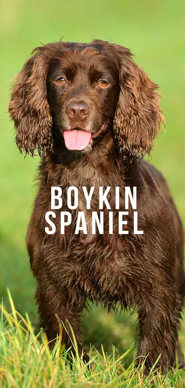 Boykin Spaniel A Complete Guide To A New Breed Of Dog