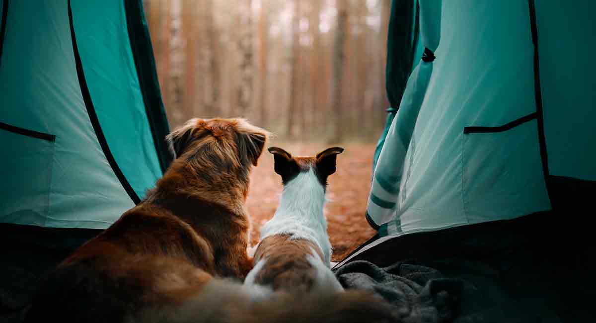 best dog teepee