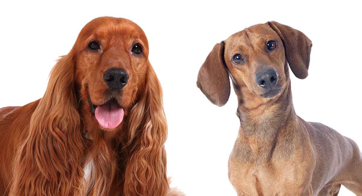 dachshund mixed with a cocker spaniel