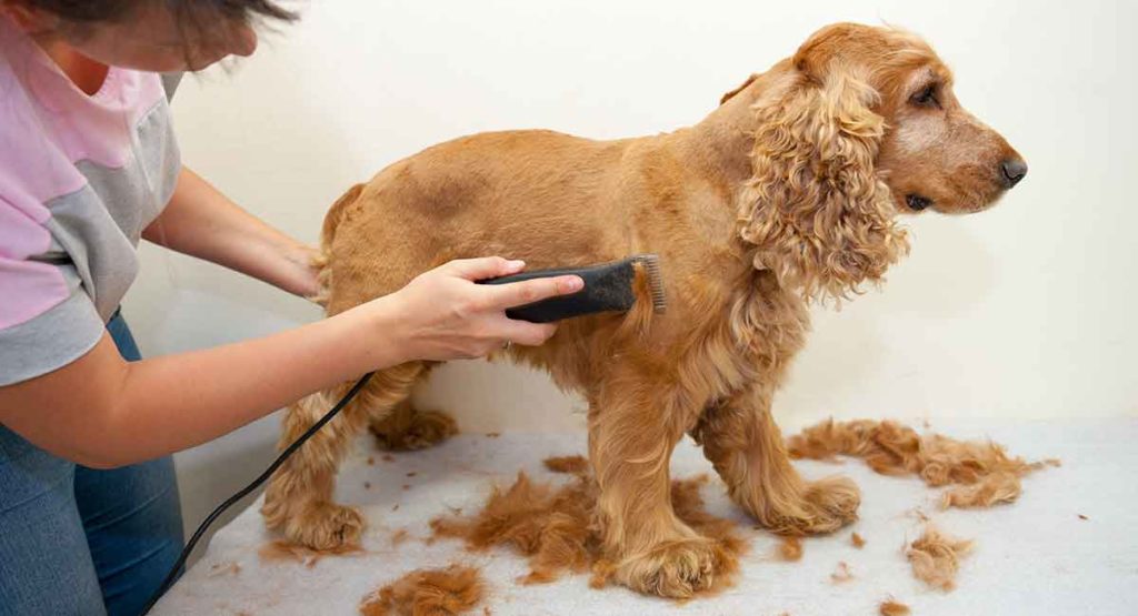 Clipped store cocker spaniel