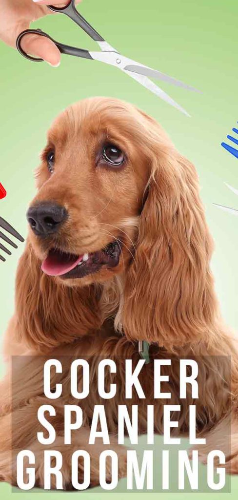 cocker spaniel verzorging