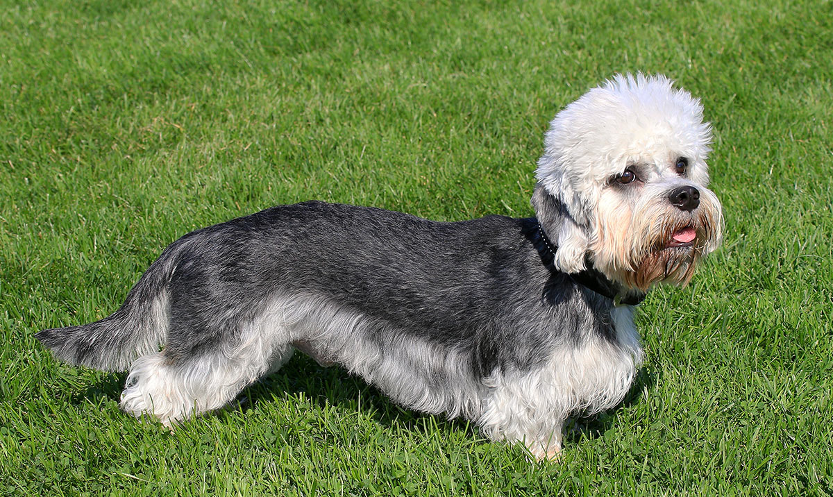 dandie Dinmont Terrier