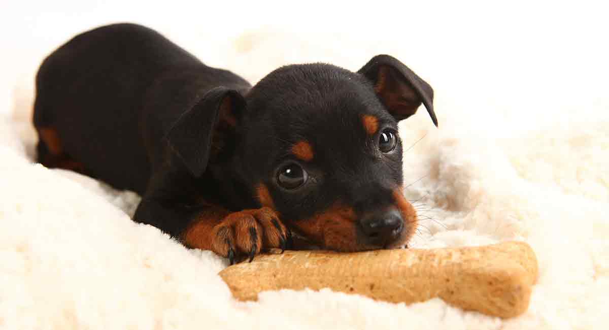 doberman female puppy