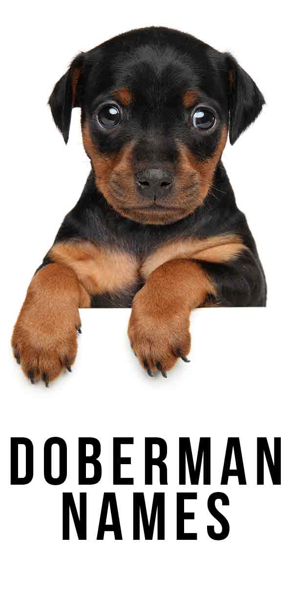 best male doberman names