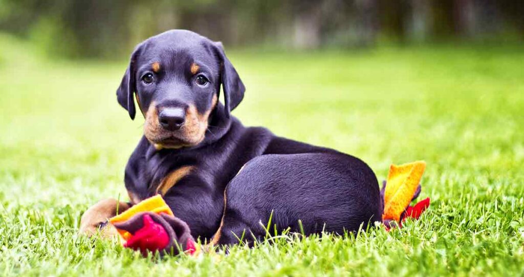 doberman pinscher puppy on grass