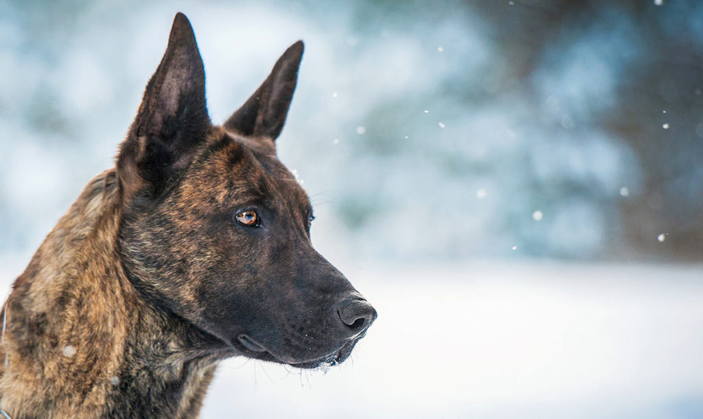 the dutch shepherd is one of the pointiest eared dogs
