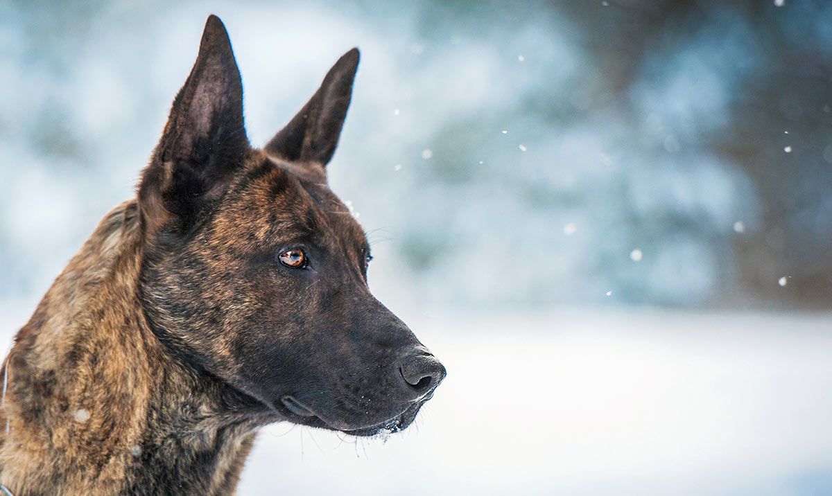 dutch shepherd