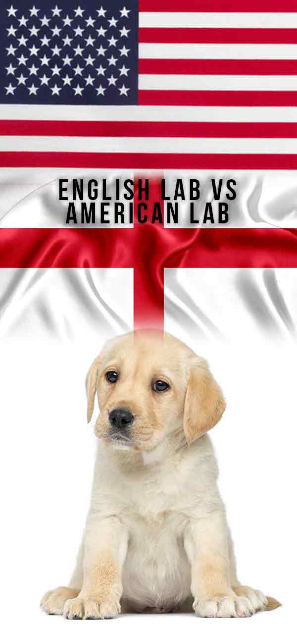 whats the difference between english and american lab