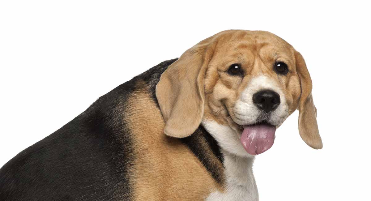 Fat Beagle - Is Your Little Pup Getting 