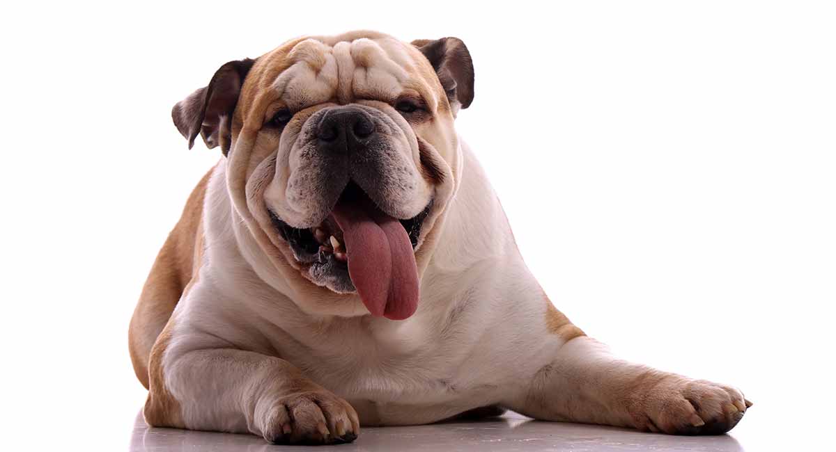 are all english bulldogs fat