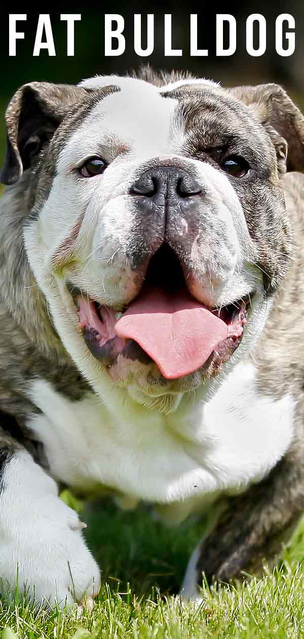 are all english bulldogs fat