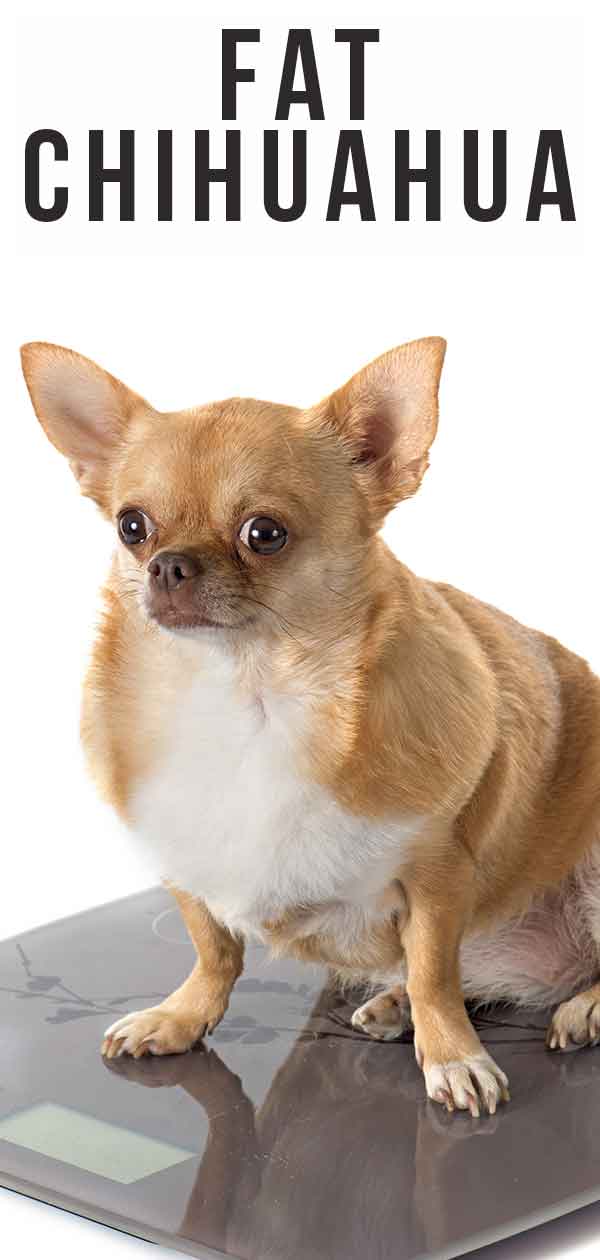 is my chihuahua overweight