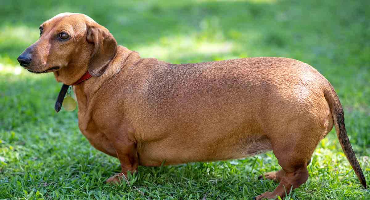 dachshund pierde in greutate)