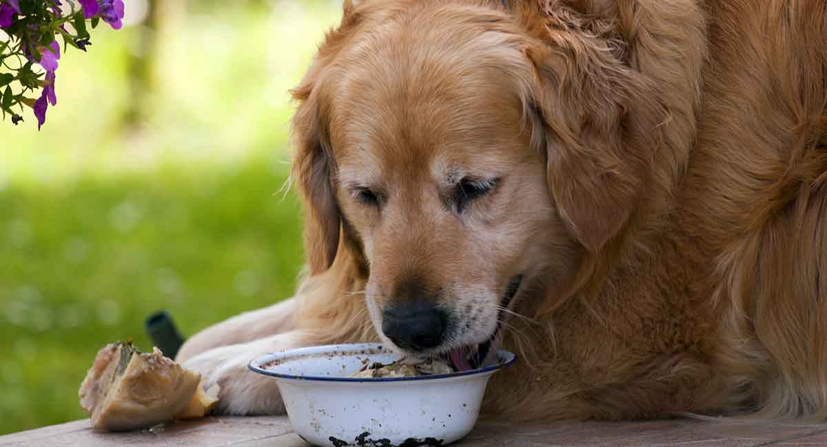 Golden retriever hotsell trying food