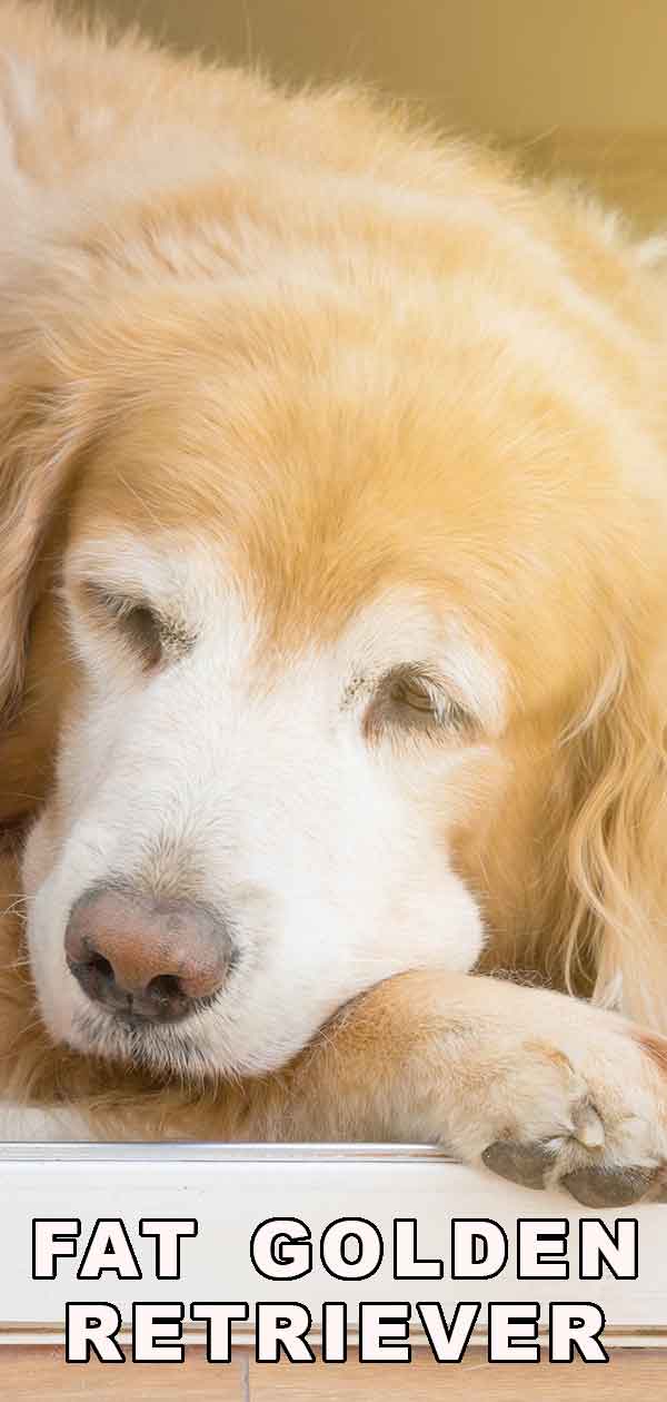 Fat Golden Retriever